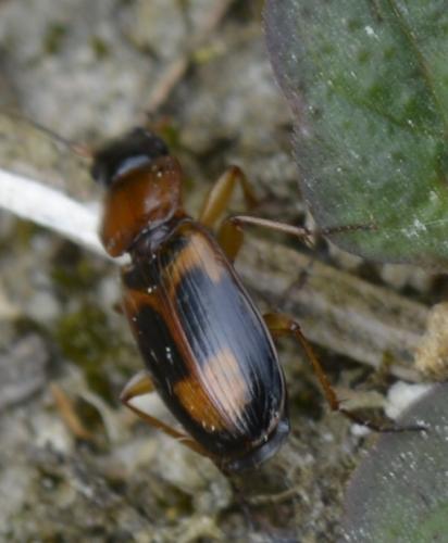 Badister bullatus